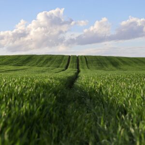 wheat, wheatfield, agriculture, nature, landscape, rural, agricultural, arable land, cereals, sunset